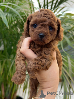 Photo №1. poodle (toy) - for sale in the city of Augsburg | negotiated | Announcement № 156540