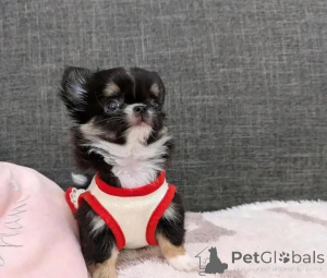 Photo №1. chihuahua - for sale in the city of Mojkovac | 671$ | Announcement № 152215