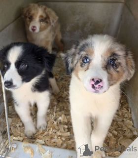 Photo №1. australian shepherd - for sale in the city of Essenbach | 847$ | Announcement № 150734