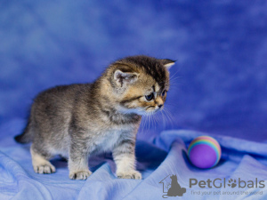 Photo №3. Scottish kittens for sale. Ukraine