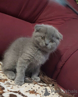 Photo №2 to announcement № 106788 for the sale of scottish fold - buy in Czech Republic 