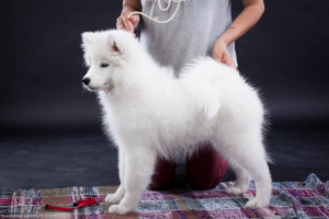 Photo №3. Samoyed. Girl breeding. Russian Federation