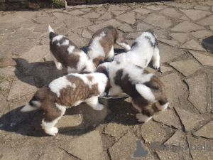 Photo №4. I will sell st. bernard in the city of Giveoorn. private announcement, breeder - price - 826$