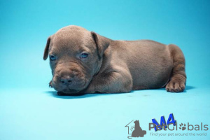 Additional photos: American Pit Bull Terrier puppies