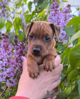 Photo №1. miniature pinscher - for sale in the city of Minsk | 753$ | Announcement № 142423