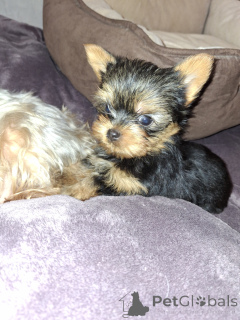 Photo №4. I will sell beaver yorkshire terrier, yorkshire terrier in the city of Stockholm. private announcement, from nursery, breeder - price - 516$