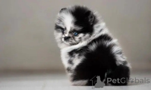 Photo №2 to announcement № 162954 for the sale of  - buy in United States breeder