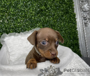 Photo №2 to announcement № 103819 for the sale of dachshund - buy in United States private announcement