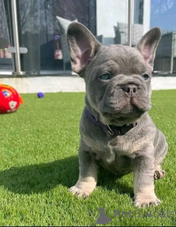 Photo №2 to announcement № 136181 for the sale of french bulldog - buy in United States breeder