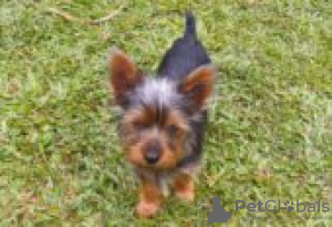 Photo №3. Silky terrier puppies for sale. Germany