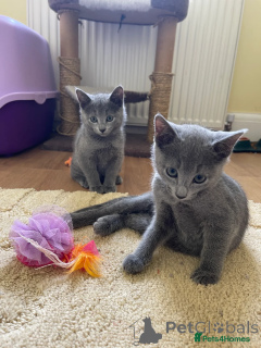 Photo №1.  - for sale in the city of Berlin | 250$ | Announcement № 153519