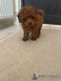 Photo №1. poodle (toy) - for sale in the city of Панчево | negotiated | Announcement № 94223