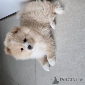 Photo №3. Sweet Dwarfspitz Pomeranian puppies. Germany