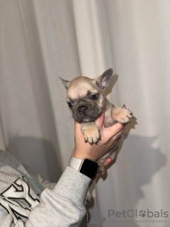 Photo №3. Chiots bouledogue français - KC. Germany