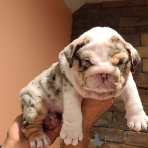 Photo №1. english bulldog - for sale in the city of Бернау | 424$ | Announcement № 139934