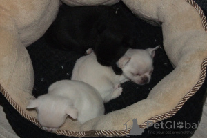 Additional photos: Purebred Chihuahua puppies for sale.