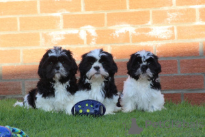 Photo №1. shih tzu - for sale in the city of Toulouse | 355$ | Announcement № 13099
