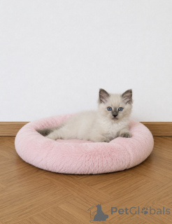 Photo №3. adorable Ragdoll kitten available for adoption. Belgium