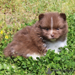 Photo №2 to announcement № 45810 for the sale of pomeranian - buy in United States private announcement