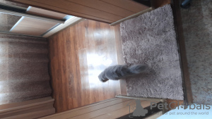 Photo №2 to announcement № 53024 for the sale of british longhair - buy in Poland private announcement