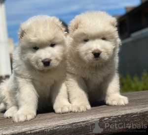 Photo №1. caucasian shepherd dog - for sale in the city of Гамбург | negotiated | Announcement № 130671