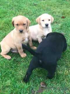 Photo №3. Labrador Golden retriever puppies. Germany