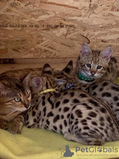 Additional photos: Savannah kittens available