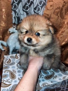 Photo №1. german spitz - for sale in the city of Ковров | 804$ | Announcement № 8702