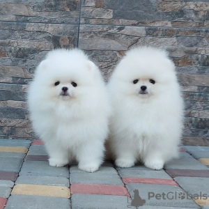 Photo №4. I will sell pomeranian in the city of Leiden. private announcement - price - 380$