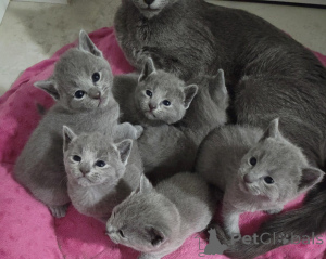 Photo №1. russian blue - for sale in the city of Baierbrunn | negotiated | Announcement № 162307