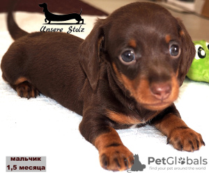 Additional photos: Dachshund miniature - grown up puppy