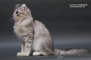 Additional photos: A rare breed kitten American Curl.