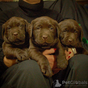Photo №1. labrador retriever - for sale in the city of St. Petersburg | 2158$ | Announcement № 9177