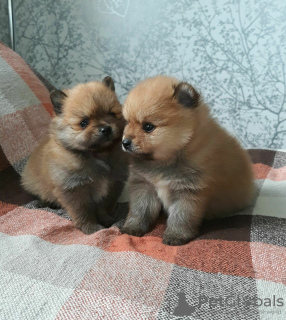 Photo №3. Pomeranian Spitz, sable puppies!. Belarus