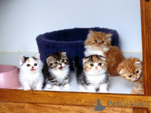 Photo №2 to announcement № 135500 for the sale of british shorthair - buy in United States private announcement