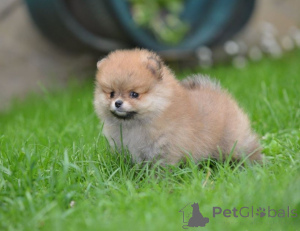 Photo №4. I will sell pomeranian in the city of Kraljevo. private announcement - price - negotiated