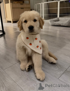 Photo №1. golden retriever - for sale in the city of Dąbrowa góricza | negotiated | Announcement № 173322