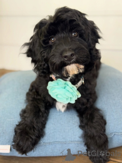 Photo №2 to announcement № 156281 for the sale of labradoodle - buy in Switzerland private announcement