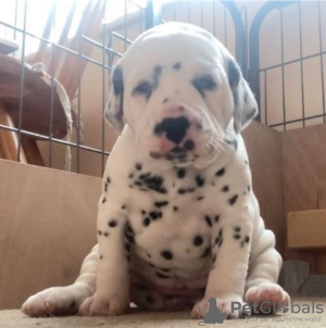 Photo №1. dalmatian dog - for sale in the city of Stockholm | negotiated | Announcement № 96301