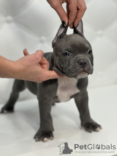 Photo №1. american bully - for sale in the city of Kishinev | 1585$ | Announcement № 87944