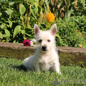 Photo №4. I will sell west highland white terrier in the city of Berlin.  - price - negotiated