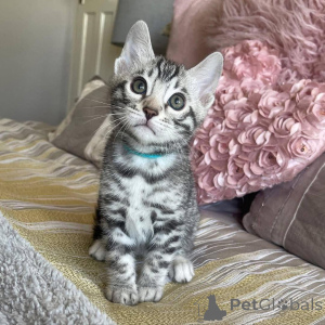 Photo №1. bengal cat - for sale in the city of Gävle | 706$ | Announcement № 153220
