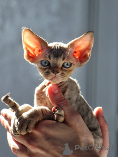 Photo №3. Playful Devon Rex Kittens Full of Energy and Mischief. Sweden