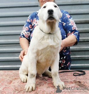 Photo №2 to announcement № 8926 for the sale of central asian shepherd dog - buy in Russian Federation breeder