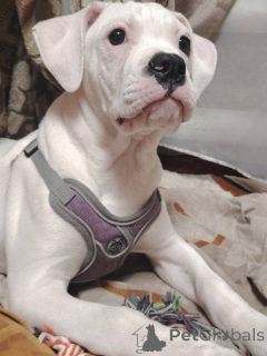 Photo №4. I will sell american bulldog in the city of Rostov-on-Don. private announcement - price - 1000$