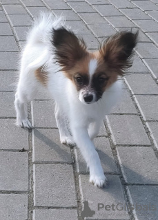 Photo №4. I will sell papillon dog in the city of Dnipro. from nursery - price - 898$