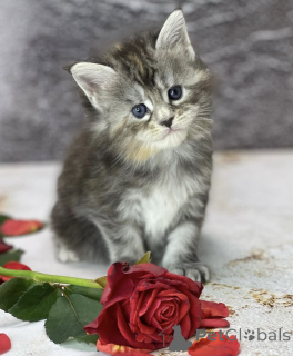 Photo №1. maine coon - for sale in the city of Baden Baden | 815$ | Announcement № 163327