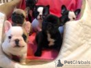 Photo №1. french bulldog - for sale in the city of Сан-Хуан | 370$ | Announcement № 45621
