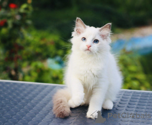 Photo №1. ragdoll - for sale in the city of Adelaide | 400$ | Announcement № 121524