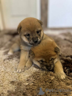 Additional photos: Shiba Inu TOP puppies